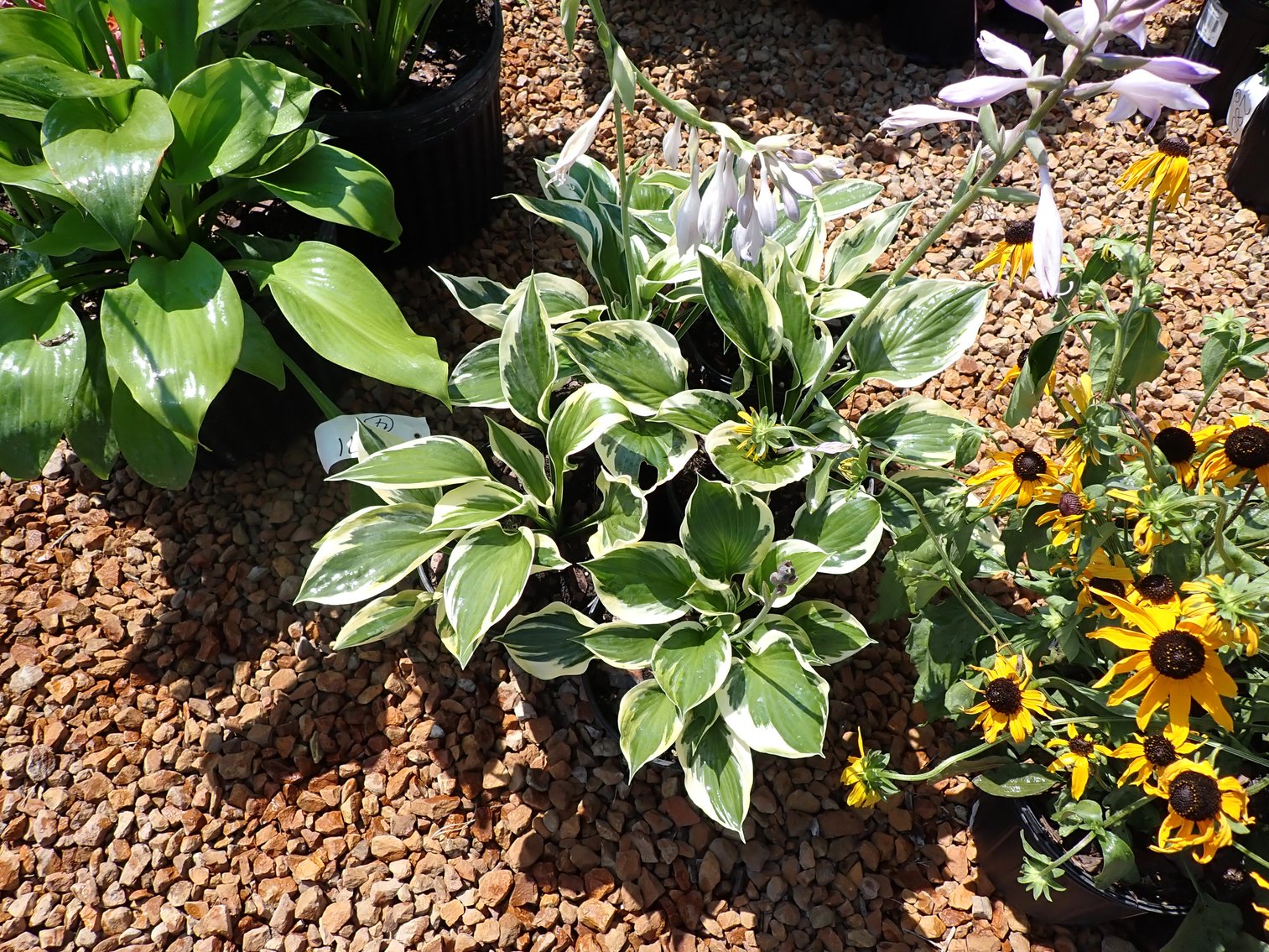 Image for Nursery Overstock Fall 2024