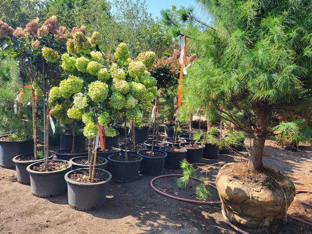 Image for Nursery Overstock Fall 2024