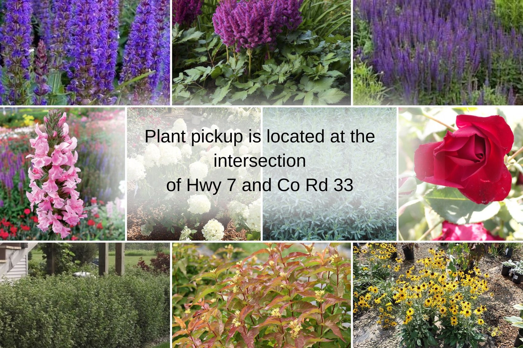 Image for Botanical Bonanza: Fresh Shrubs & Plants