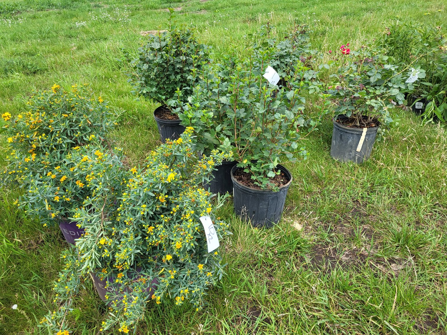 Image for Botanical Bonanza: Fresh Shrubs & Plants