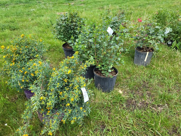 Image for Botanical Bonanza: Fresh Shrubs & Plants