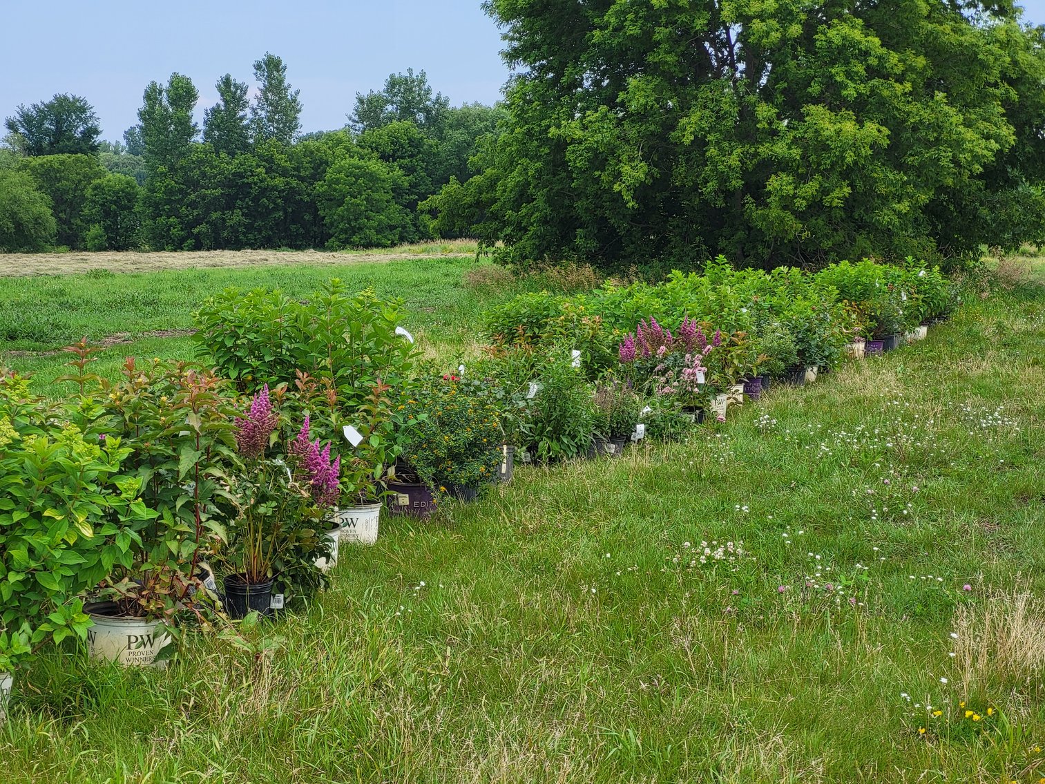 Image for Botanical Bonanza: Fresh Shrubs & Plants