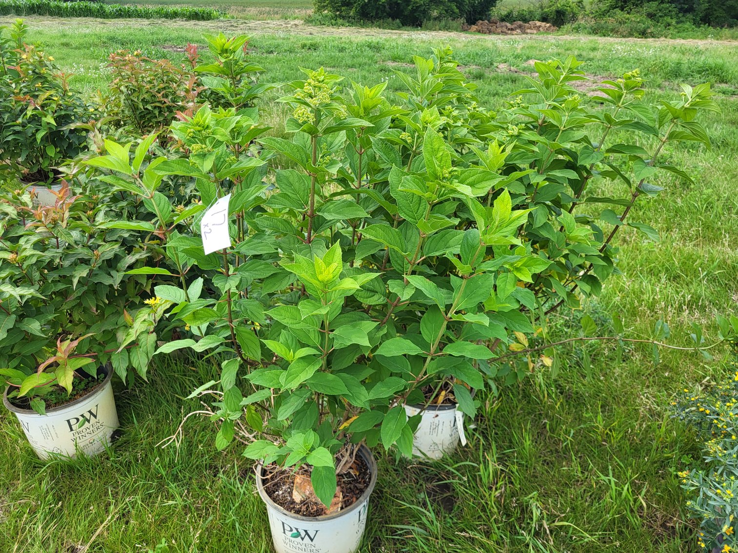 Image for Botanical Bonanza: Fresh Shrubs & Plants