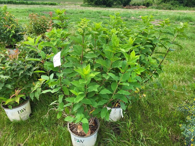 Image for Botanical Bonanza: Fresh Shrubs & Plants