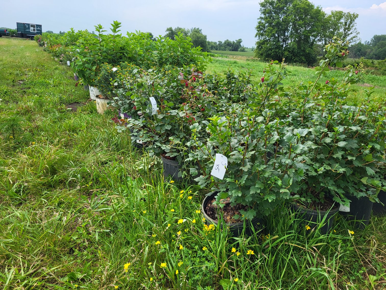 Image for Botanical Bonanza: Fresh Shrubs & Plants