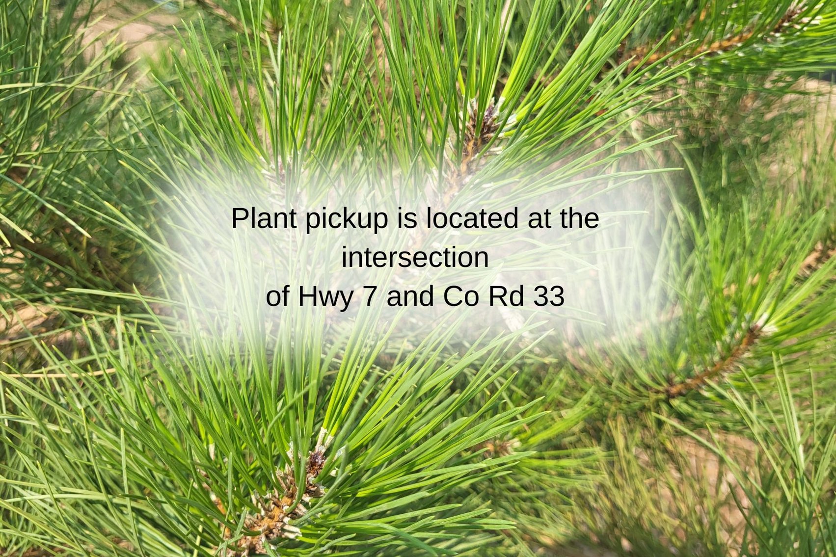 Image for Botanical Bonanza II