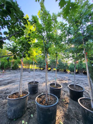 Image for Botanical Bonanza II