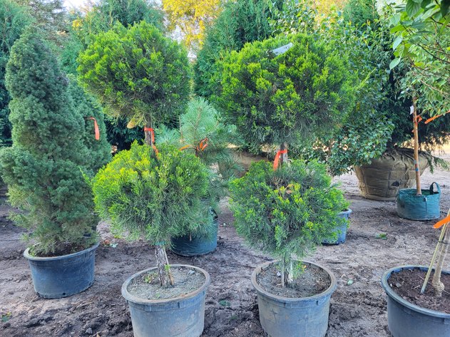 Image for Botanical Bonanza II