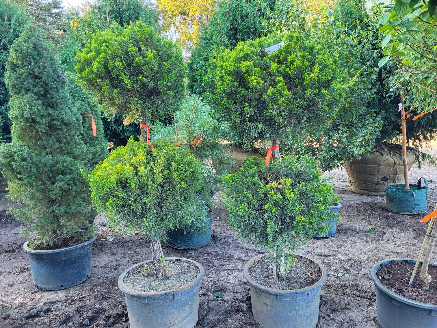 Image for Botanical Bonanza II