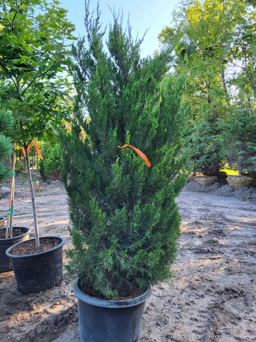 Image for Botanical Bonanza II