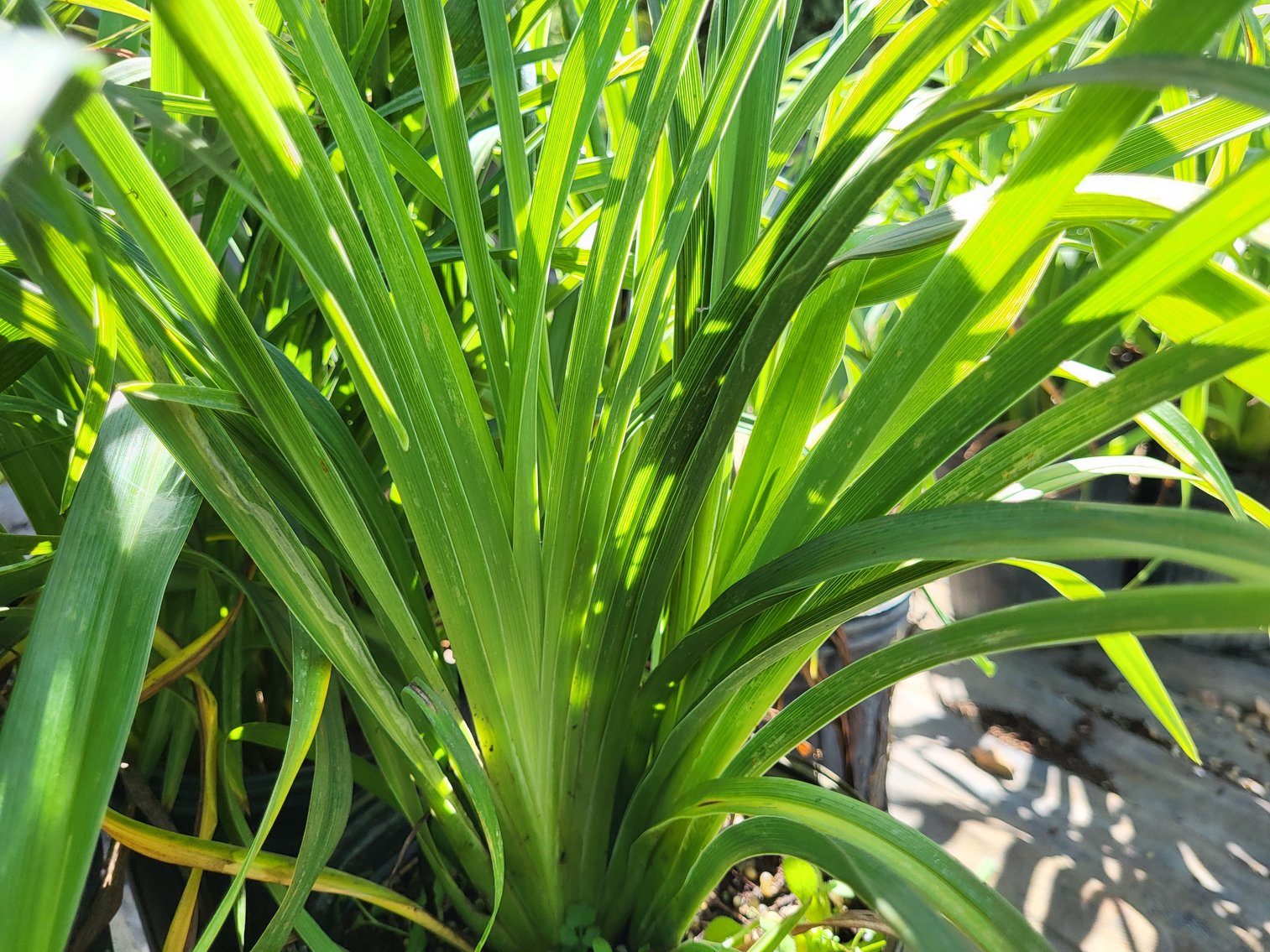 Image for Botanical Bonanza II