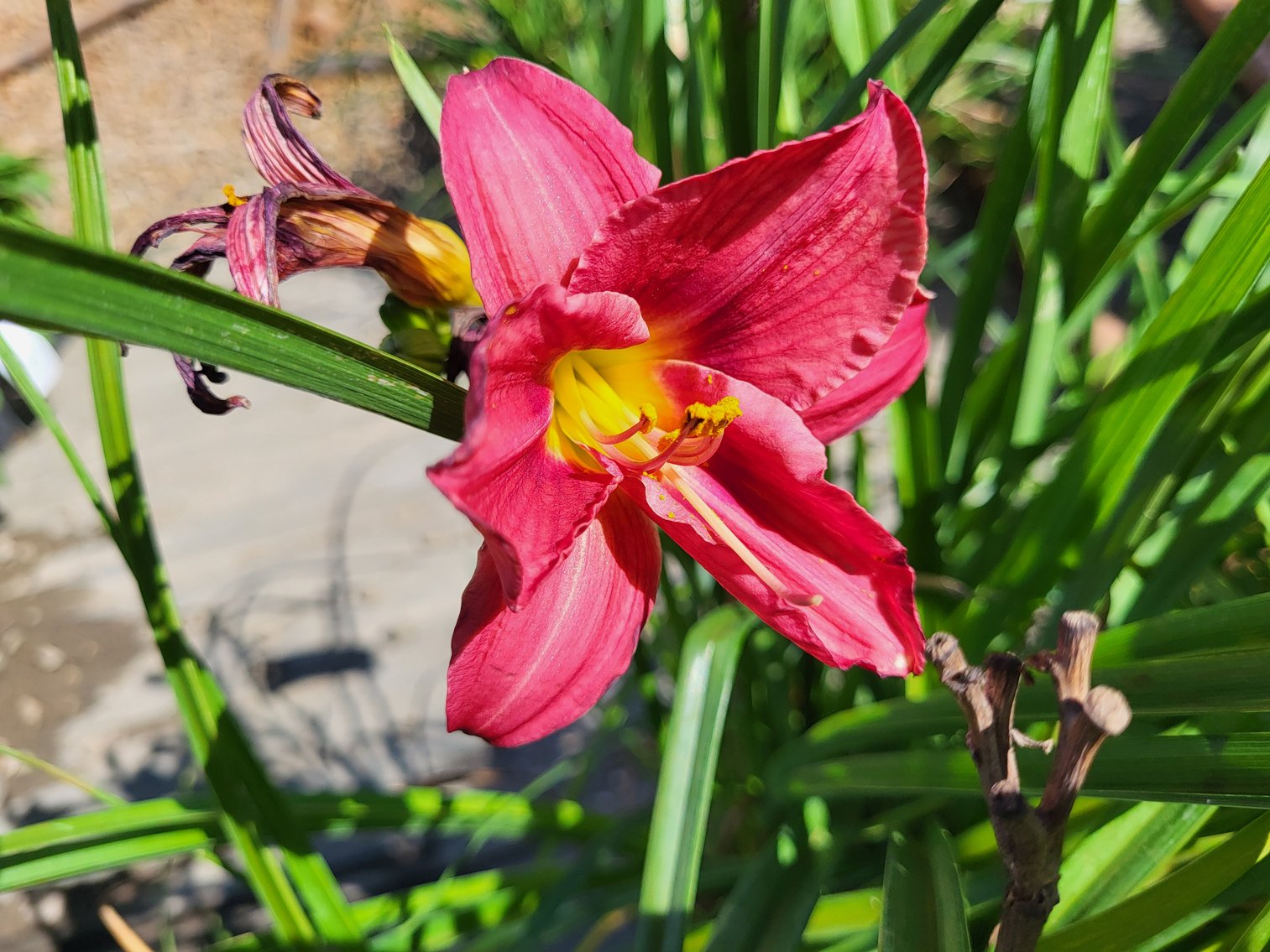 Image for Botanical Bonanza II