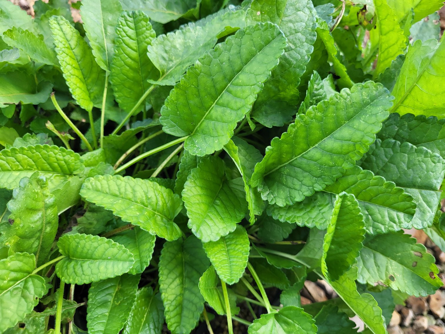 Image for Botanical Bonanza II