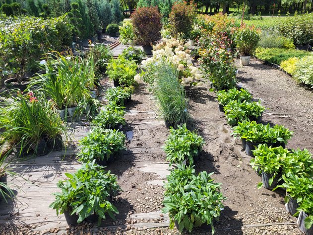 Image for Botanical Bonanza II