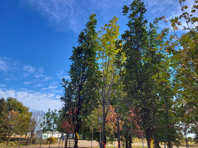 Image for Nursery Overstock October 2024