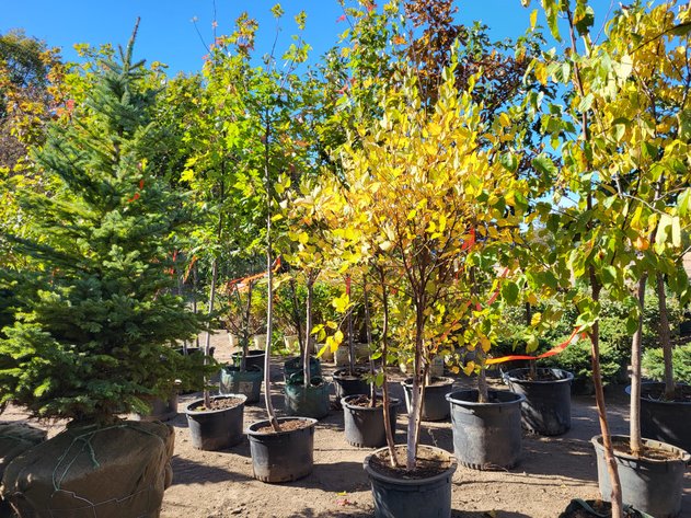 Image for Nursery Overstock October 2024