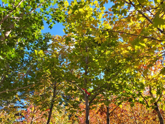 Image for Nursery Overstock October 2024