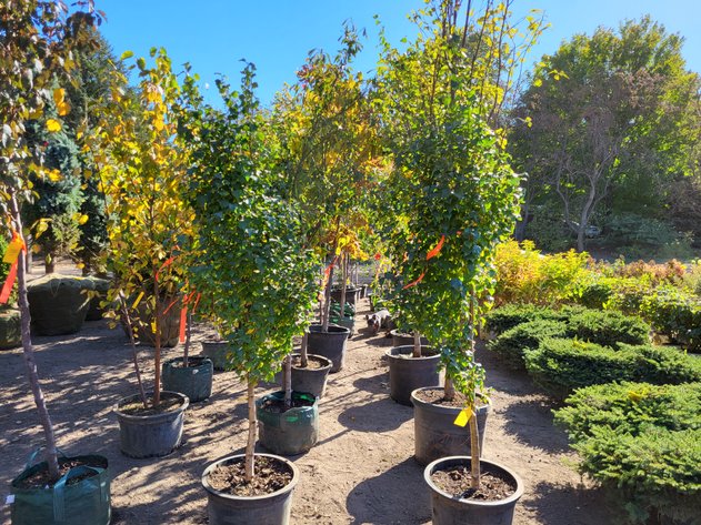 Image for Nursery Overstock October 2024