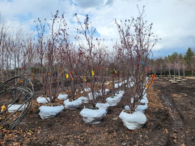 Image for Nursery Overstock Spring 2025