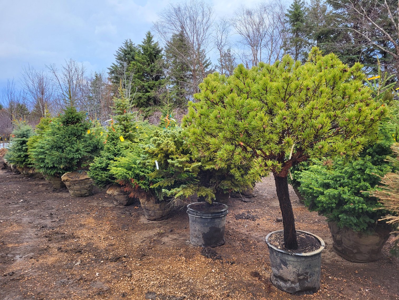 Image for Nursery Overstock Spring 2025