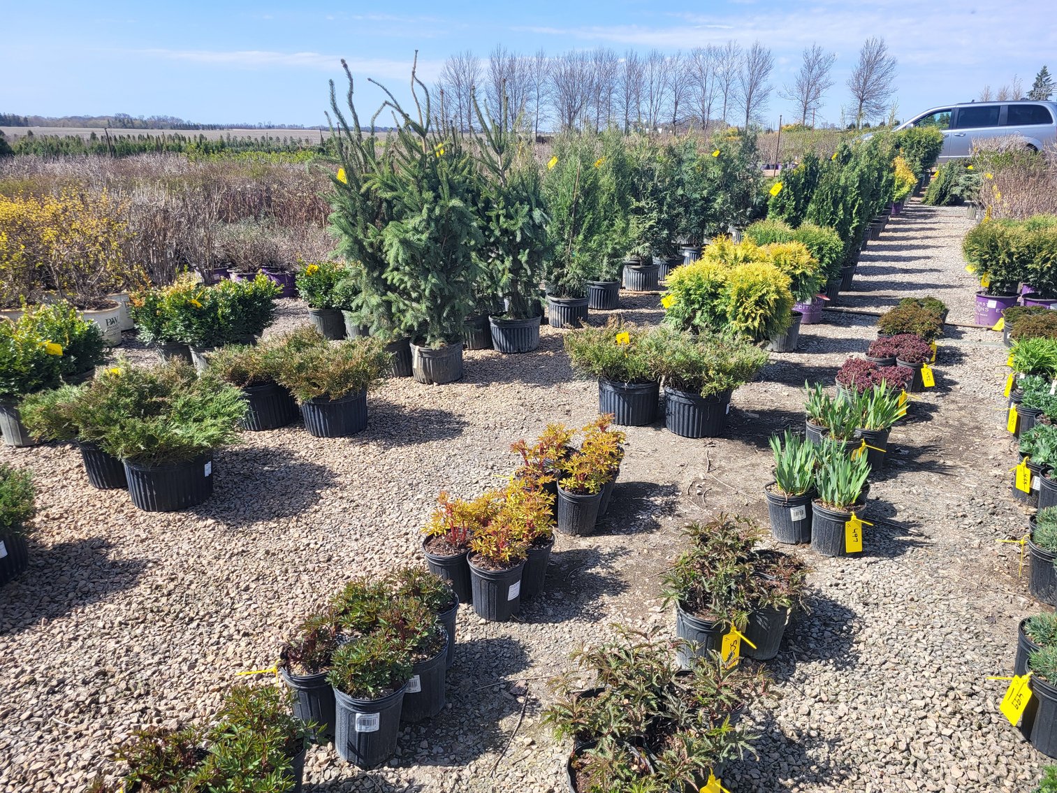 Image for Nursery Overstock Spring 2025
