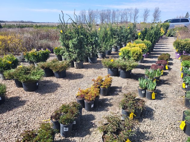 Image for Nursery Overstock Spring 2025