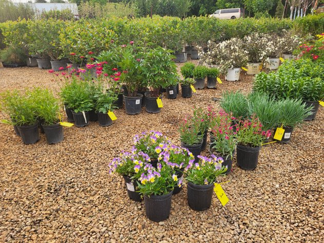 Image for Hollywood Tree Auction I