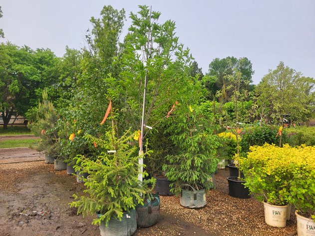 Image for Hollywood Tree Auction I