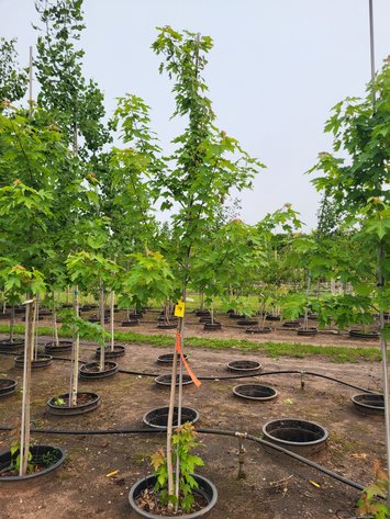 Image for Hollywood Tree Auction I