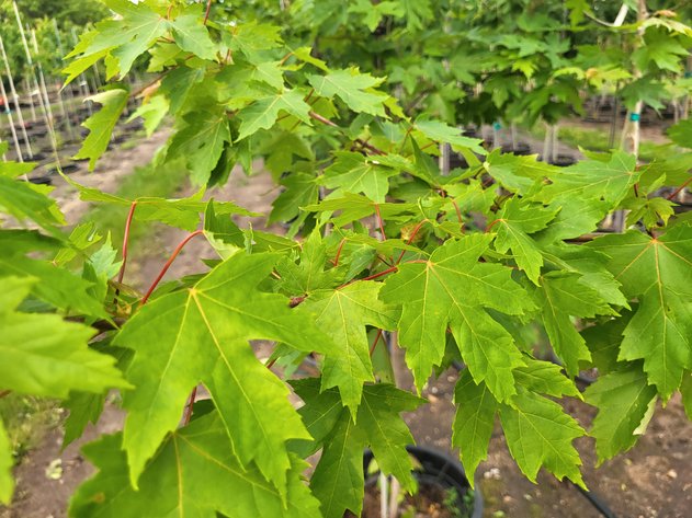 Image for Hollywood Tree Auction I