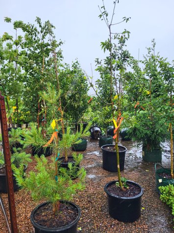 Image for Hollywood Tree Auction II