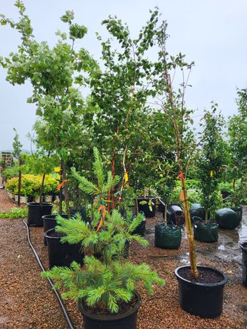 Image for Hollywood Tree Auction II