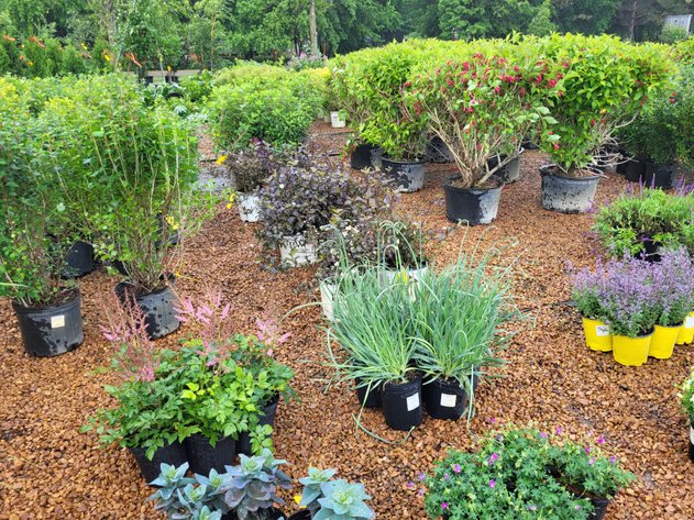 Image for Hollywood Tree Auction II