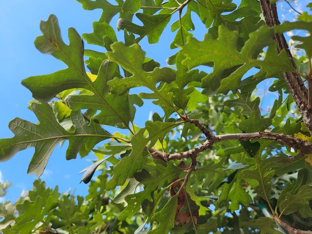 Image for Nursery Overstock September 2025