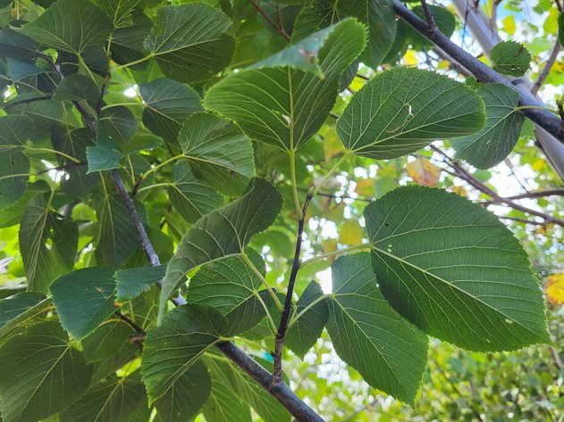 Image for Nursery Overstock September 2025