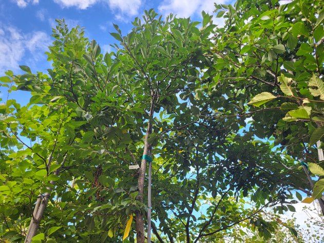 Image for Nursery Overstock September 2025