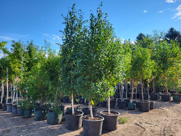 Image for Nursery Overstock September 2025