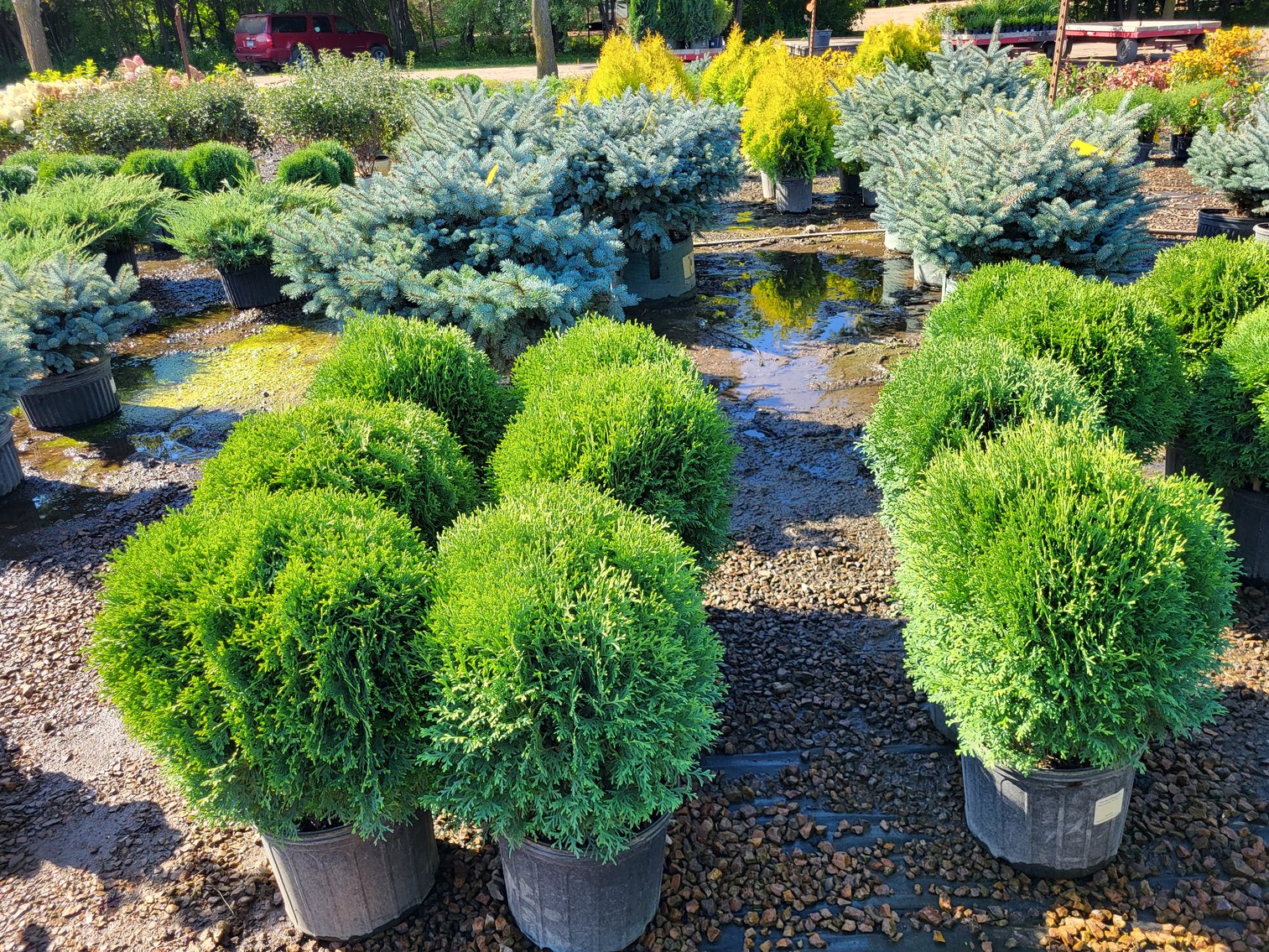 Image for Nursery Overstock September 2025