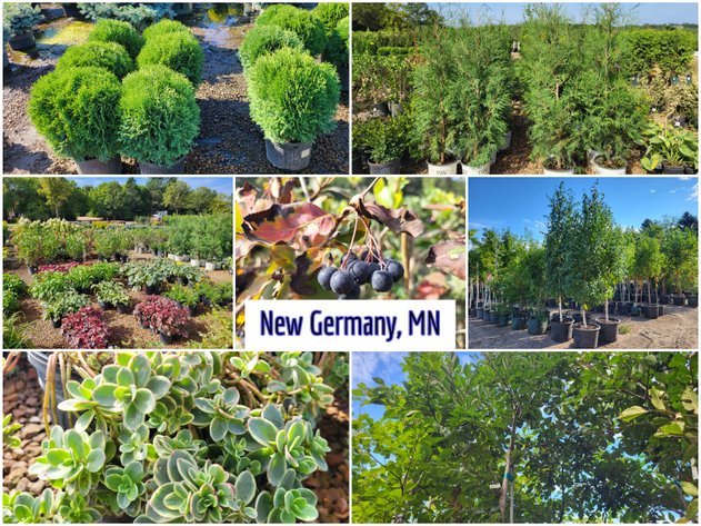 Image for Nursery Overstock September 2025