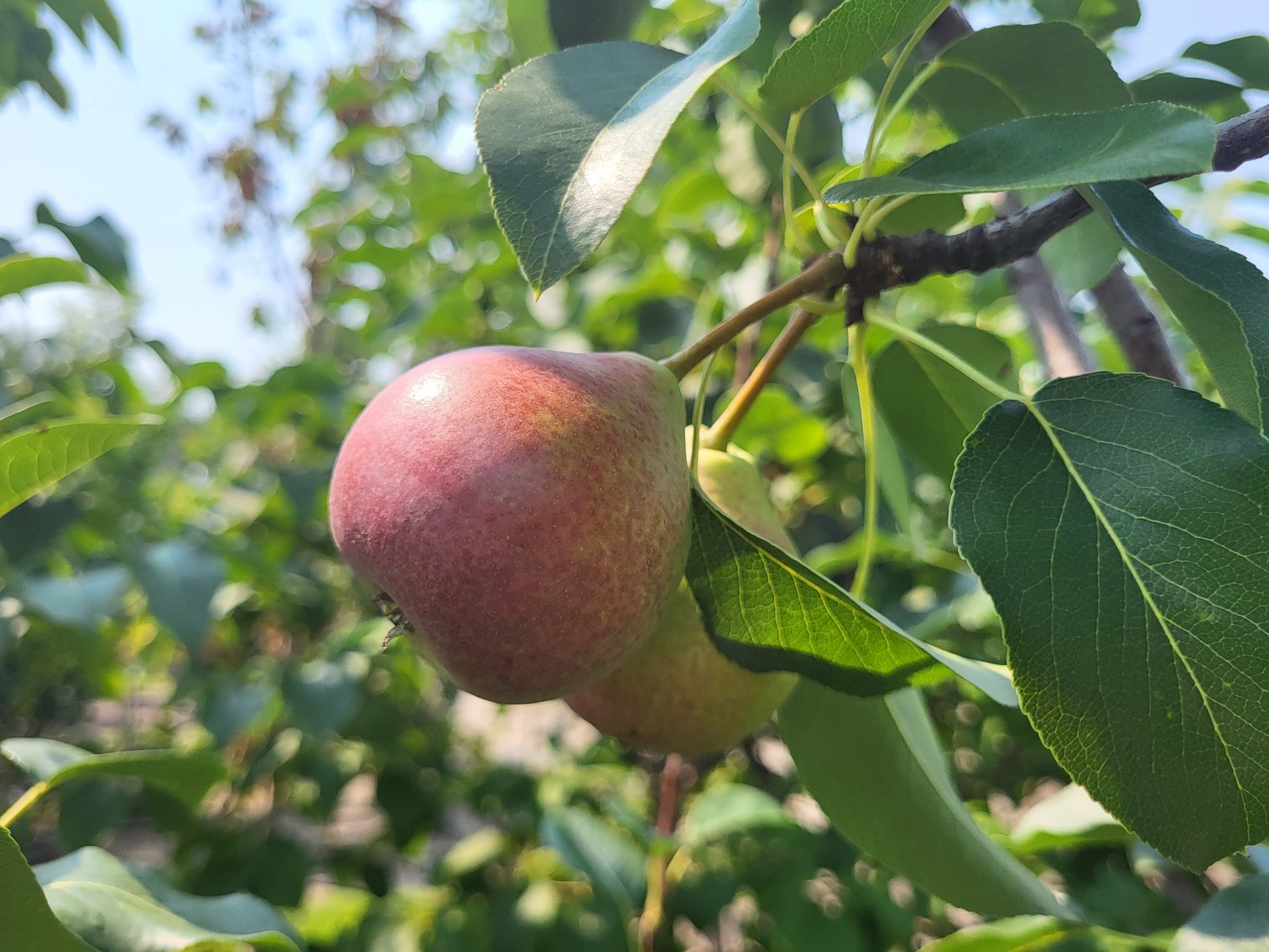 Image for Nursery Overstock September 2026