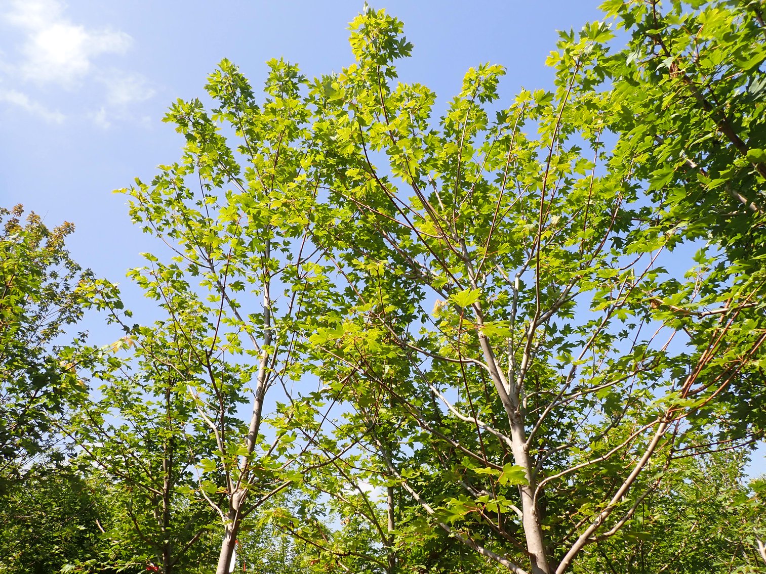 Image for Nursery Overstock September 2026