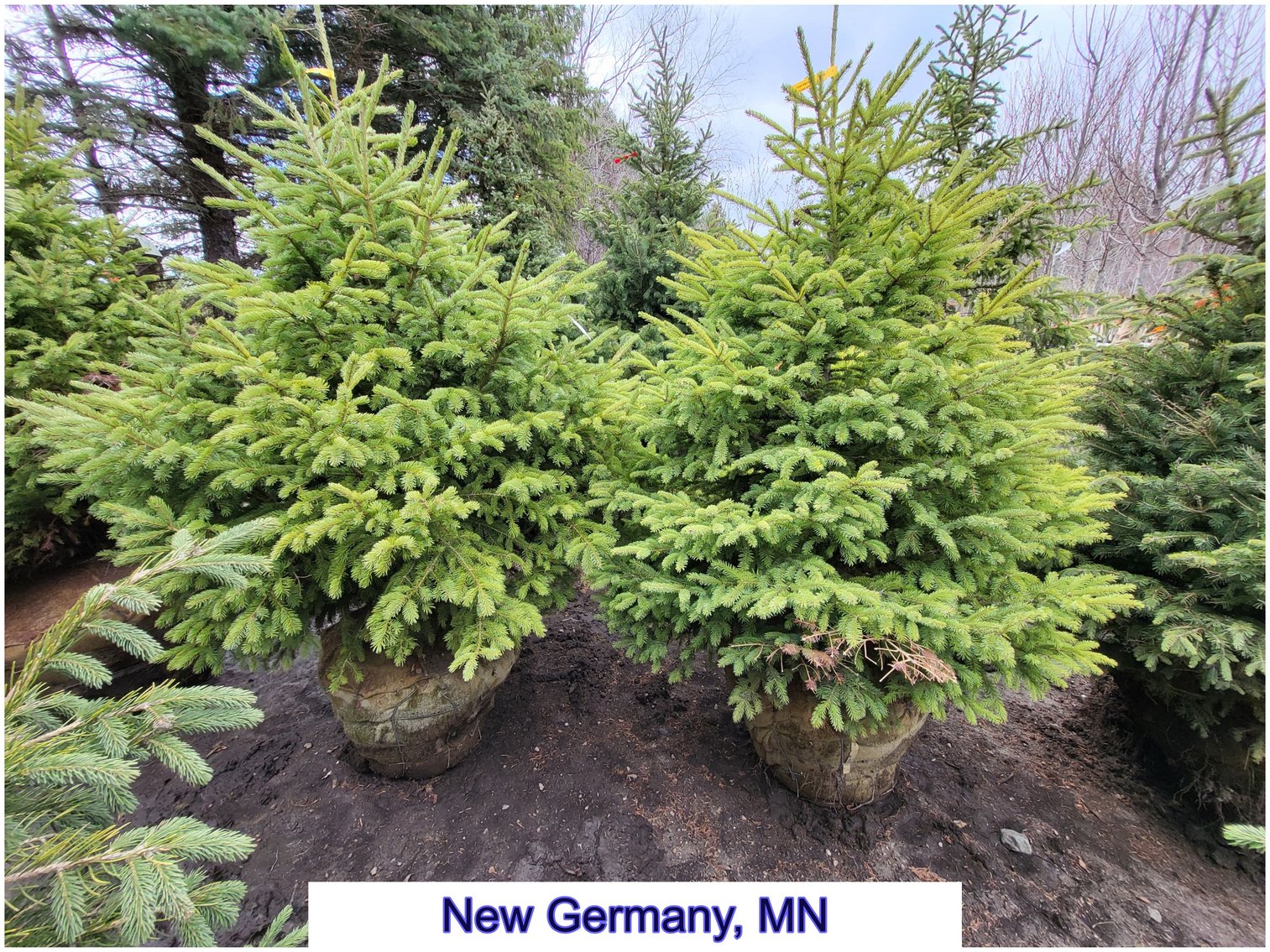 Image for Nursery Overstock May 2026