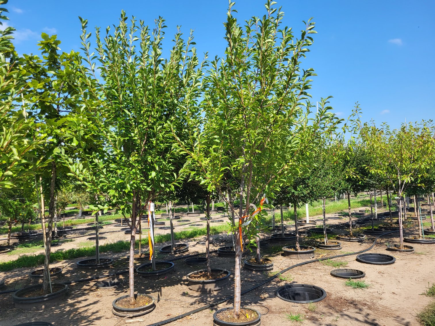 Image for Nursery Overstock May 2026