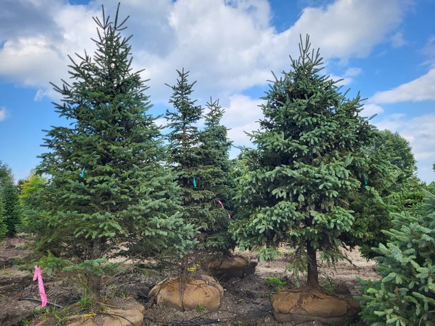 Image for Nursery Overstock May 2026