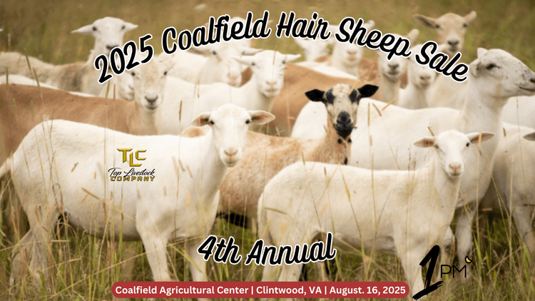 Image for 2025 | Coalfield Hair Sheep Sale