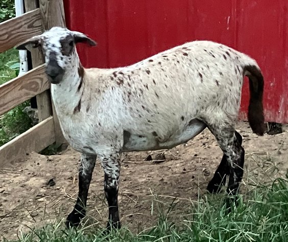 Image for 2025 | Coalfield Hair Sheep Sale