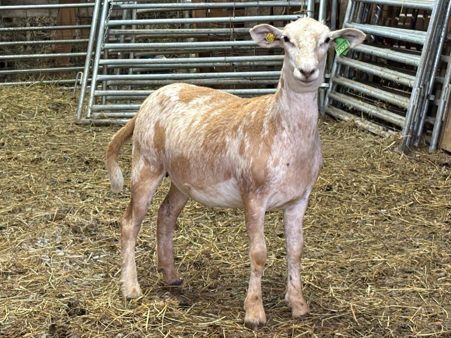 Image for 2025 | Coalfield Hair Sheep Sale