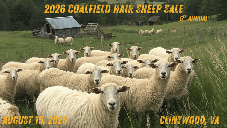 Image for 2026 | Coalfield Hair Sheep Sale