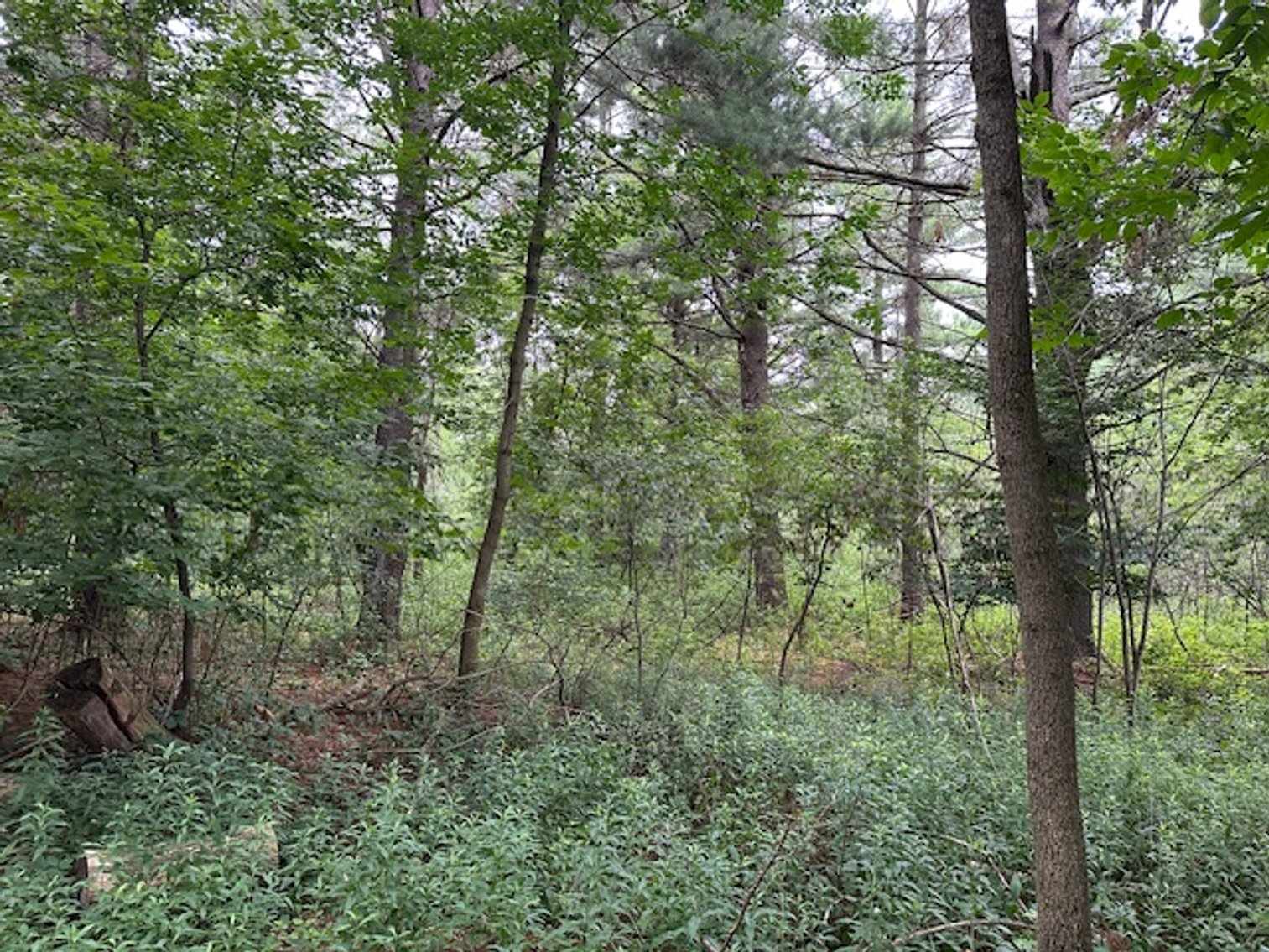 Image for St. John Evangelical Lutheran Church Land Auction