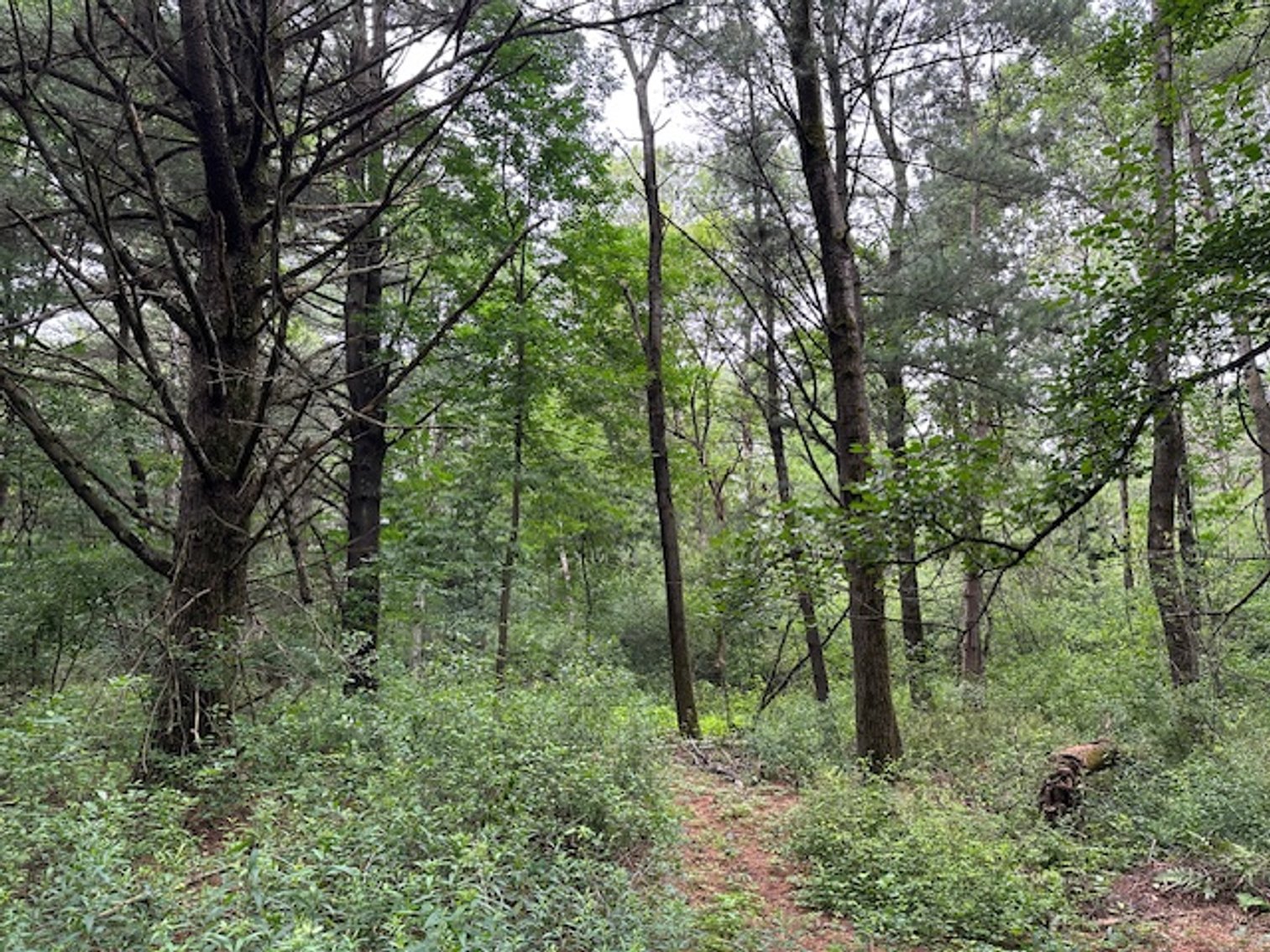 Image for St. John Evangelical Lutheran Church Land Auction